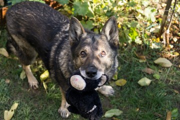 German Shepherd dog playing. Slovakia