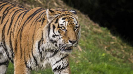 closeup of a beautiful tiger
