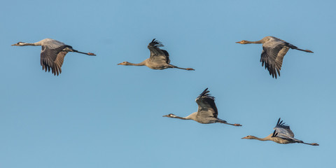 Fototapeta premium vogelzug