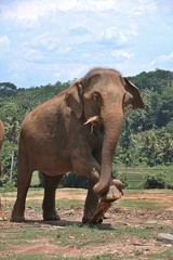 Fototapeta na wymiar Elephant in Sri Lanka