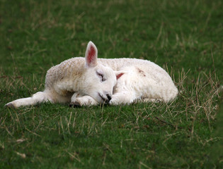 Sleeping Lamb - 179466298