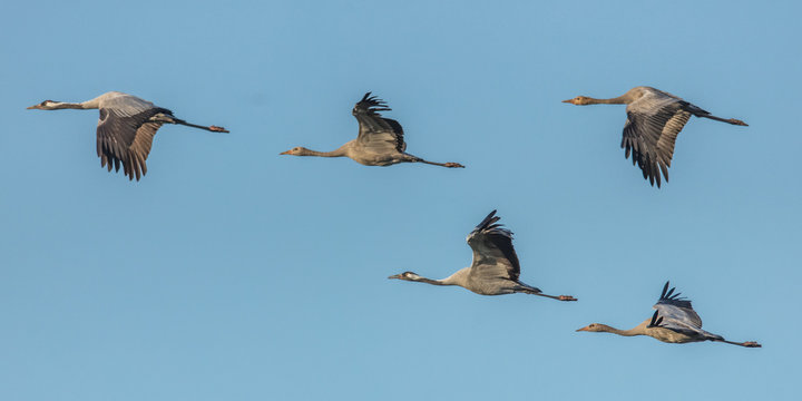 vogelzug