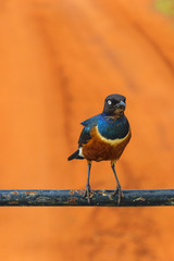 Super Starling in the Savannah