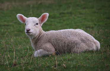 Naklejka na ściany i meble Lamb in a field