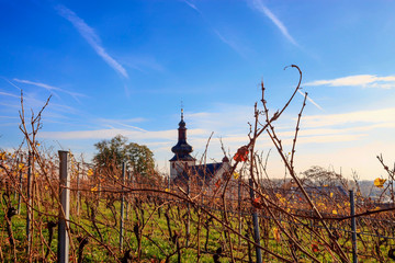 Small church in autumnal vineyard with yellow leaves and blue sky in Nierstein