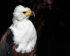 Proud American eagle observing the surroundings. 