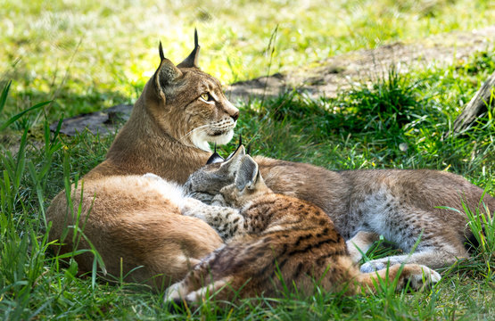 Mother Lynx feeding her pups in the grass, looking allert