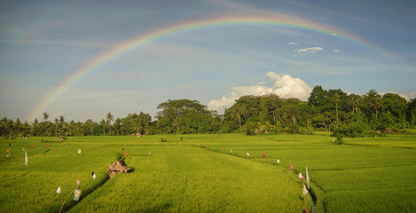 Rainbow Over a Balinese Ricefield. Just after a downpour in the village of Ubud, Bali a rainbow appears and makes everything beautiful.
