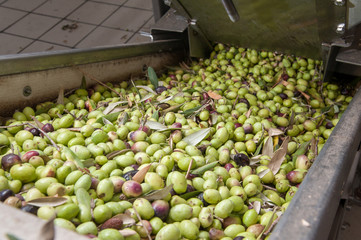 Conveyor belt of a modern oil mill carrying olives from the loading funnel to the defoliator machine