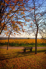 Wooden bench with a view to yellow vineyards and autumnal foliage