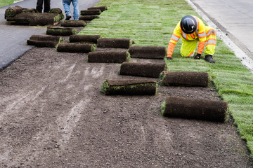 Landscaping sod installation work