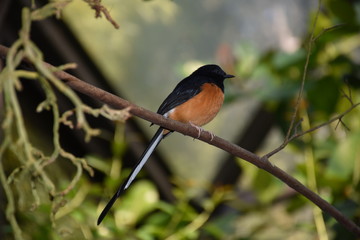 Tropical Bird