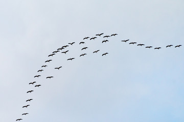 Zugvögel am Himmel Winter vorbei endlich Frühling