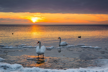 Obraz premium The swans spend the winter on the shore of Baltic Sea. Sunset time. Poland.
