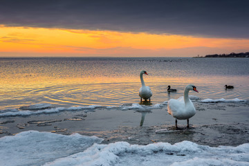 Obraz premium The swans spend the winter on the shore of Baltic Sea. Sunset time. Poland.