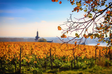 Small church in autumnal vineyard with yellow leaves and blue sky in Nierstein