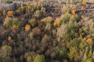 aerial view of the autumn forest