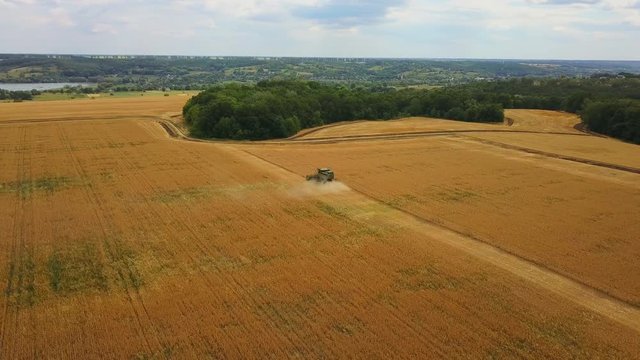 Birds eye view: Flying around combine. Agricultural machinery harvesting wheat. Beautiful agriculture scene 