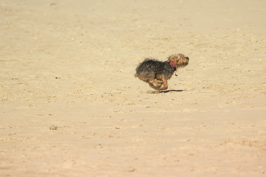 Dog Breed Yorkshire Terrier Fun Sports On The Beach