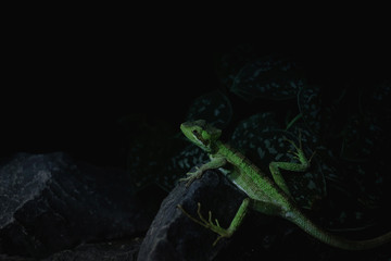 Green lizard on a stone