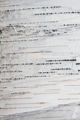 Paper Birch Bark Background
