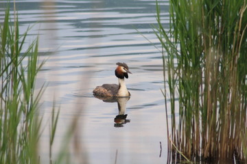 riflesso nel lago