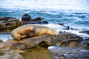 Sea Lion Peacefully at Rest