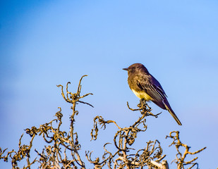 Small Bird by the Sea