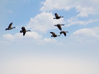 Seagull Birds Flying In Formation Through The Cloudy Blue Sky