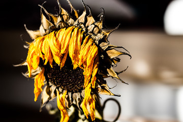 dried sunflower