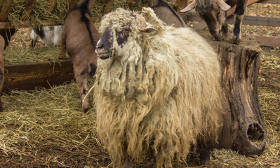 Obraz premium Angora goat, a lot of white wool, wool rolled into dreadlocks with black muzzle