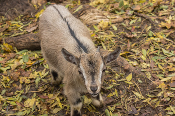 yeang small goat with no horns