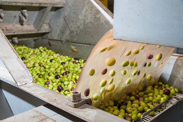 The process of olive washing and defoliation in the chain production of a modern oil mill