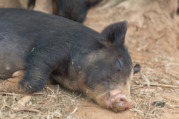 Cuba Vinales Cute Pig