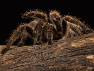 Tarantula