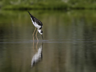 Black-winged Stilt Foraging on the Pond
