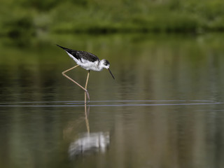 Black-winged Stilt Portrait