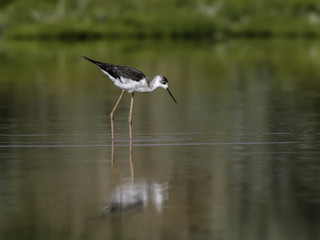 Black-winged Stilt Foraging on the Pond