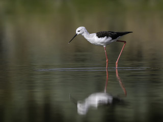 Black-winged Stilt with Reflection Portrait