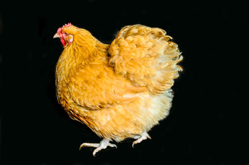 Redhead rooster of the Golden Orppington breed.