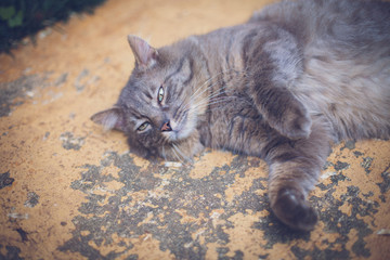 Furry grey cat laying on a stone texture background