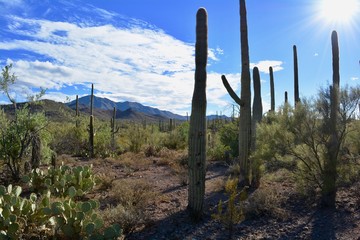 Saguaro National Park West Tucson Arizona