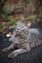 Naklejka na ściany i meble Portrait of a grey tabby cat on a autumn outdoor scenario