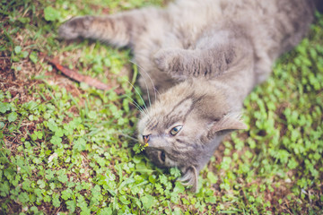 Naklejka na ściany i meble Gray tabby cat rolling on grass smelling a little flower