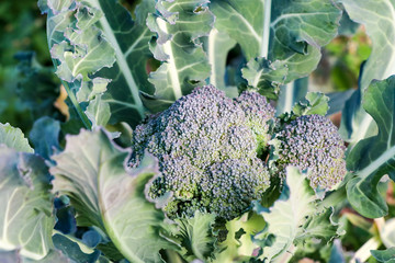 Dalında Brokoli