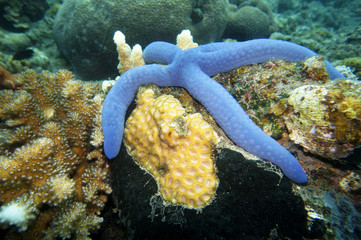 Blauer Seestern (Linckia laevigata)