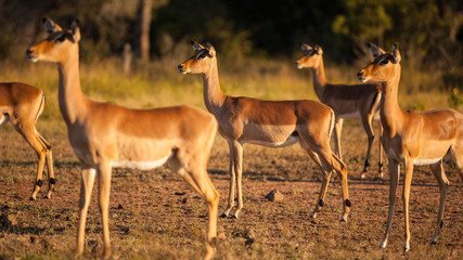 Impala nel parco nazionale Kruger in Sudafrica