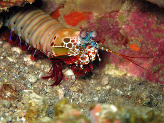 bunter Fangschreckenkrebs (Odontodactylus scyllarus)