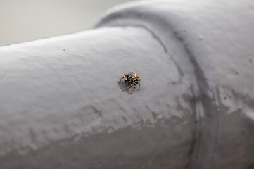 Spider on the Railing 