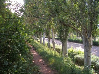 Alley Park tennis courts in the city of Nikolaev.